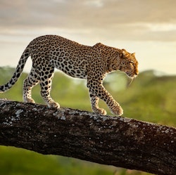 8-Night Kenya Flight, Hotel, and Safari Tour Vacation for From $9,898 for 2