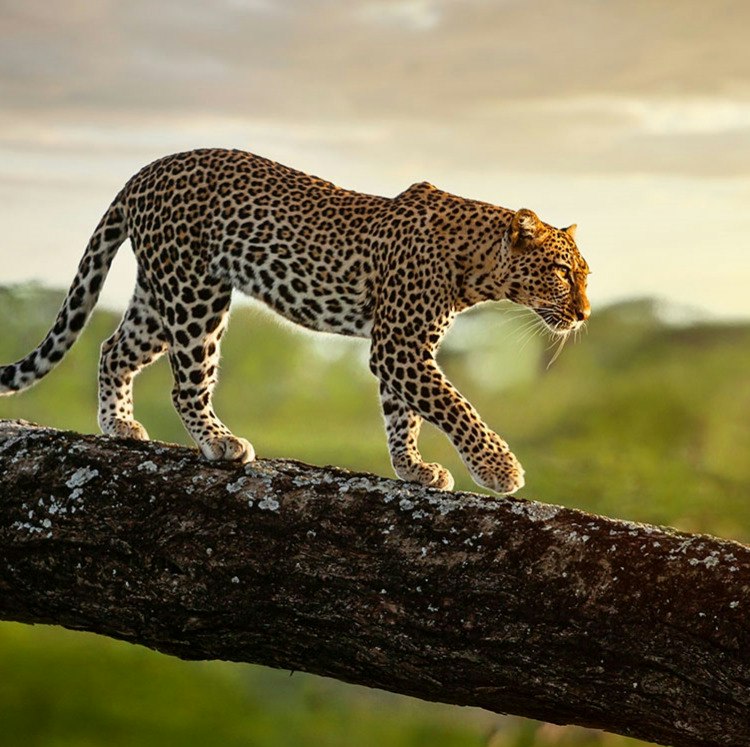 8-Night Kenya Flight, Hotel, and Safari Tour Vacation: From $9,898 for 2