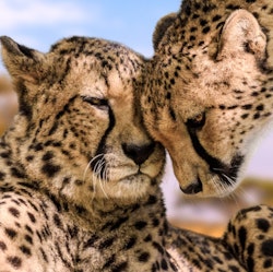 8-Night Tanzania Flight, Hotel, and Safari Tour Vacation for From $12,998 for 2