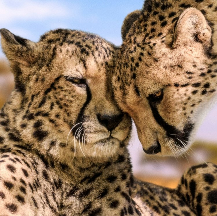 8-Night Tanzania Flight, Hotel, and Safari Tour Vacation: From $12,998 for 2 8-Night Tanzania Flight, Hotel, and Safari Tour Vacation: From $12,998 for 2