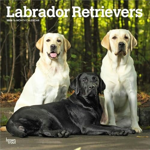 BrownTrout Labrador Retrievers 2026 Square Wall Calendar: $11.03 BrownTrout Labrador Retrievers 2026 Square Wall Calendar: $11.03