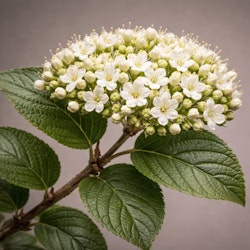 Bell Nursery Arrowwood Viburnum Live Flowering Shrub for $32 + free shipping