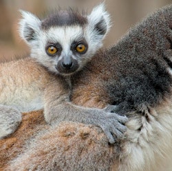 11-Night Madagascar Flight, Hotel, and Tour Vacation for From $9,606 for 2