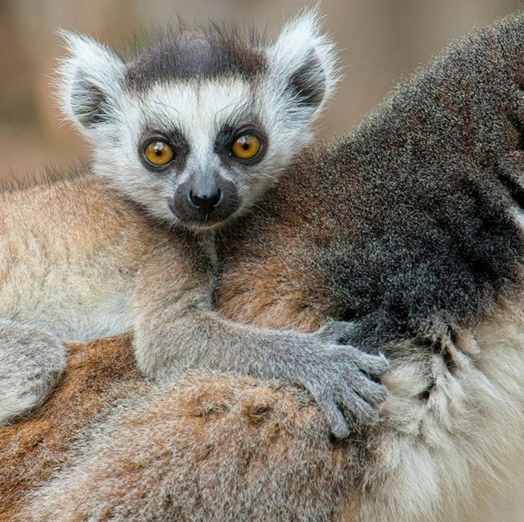 11-Night Madagascar Flight, Hotel, and Tour Vacation: From $9,606 for 2