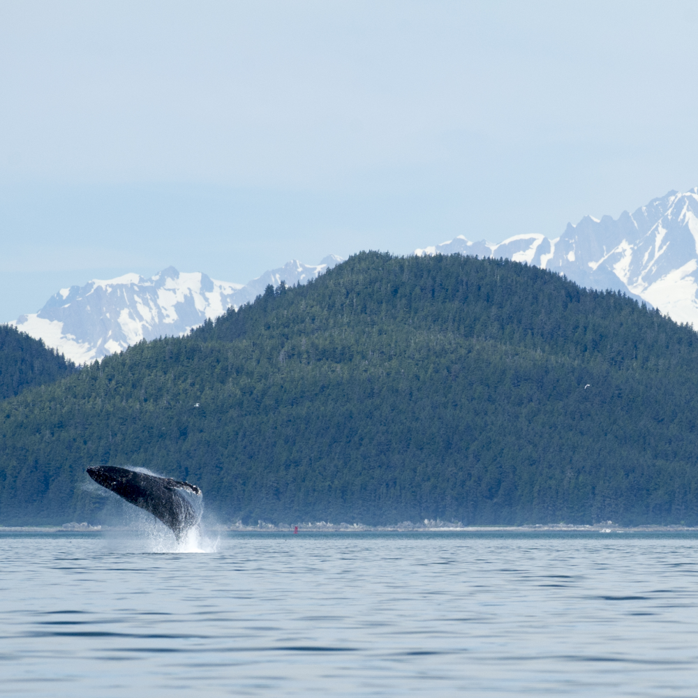 Norwegian 7-Night Alaska Cruise from Whittier to Vancouver: From $1,718 for 2 Norwegian 7-Night Alaska Cruise from Whittier to Vancouver: From $1,718 for 2