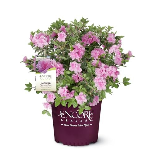 Encore Azalea Autumn Carnation Shrub: $15.88