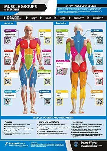 Muscle Groups and Exercises Laminated A1 Poster: $37.41