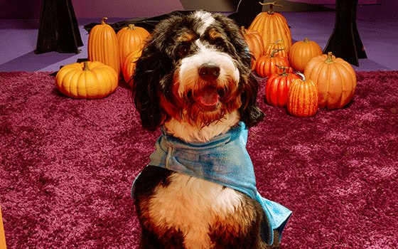 Petco In-Store Events: Free Petco In-Store Events: Free
