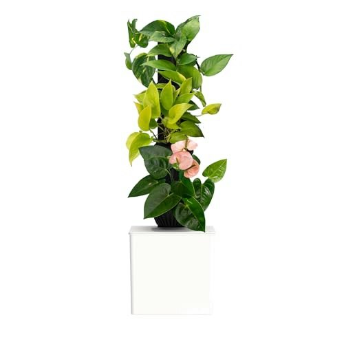 Tevatower 3-Tier Self-Watering Indoor Garden System: $101.88